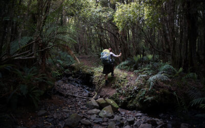 South Island Nobos