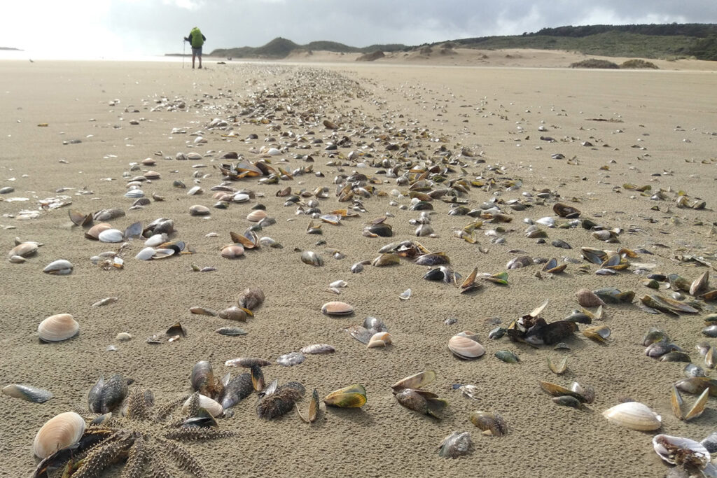 Ninety Mile Beach