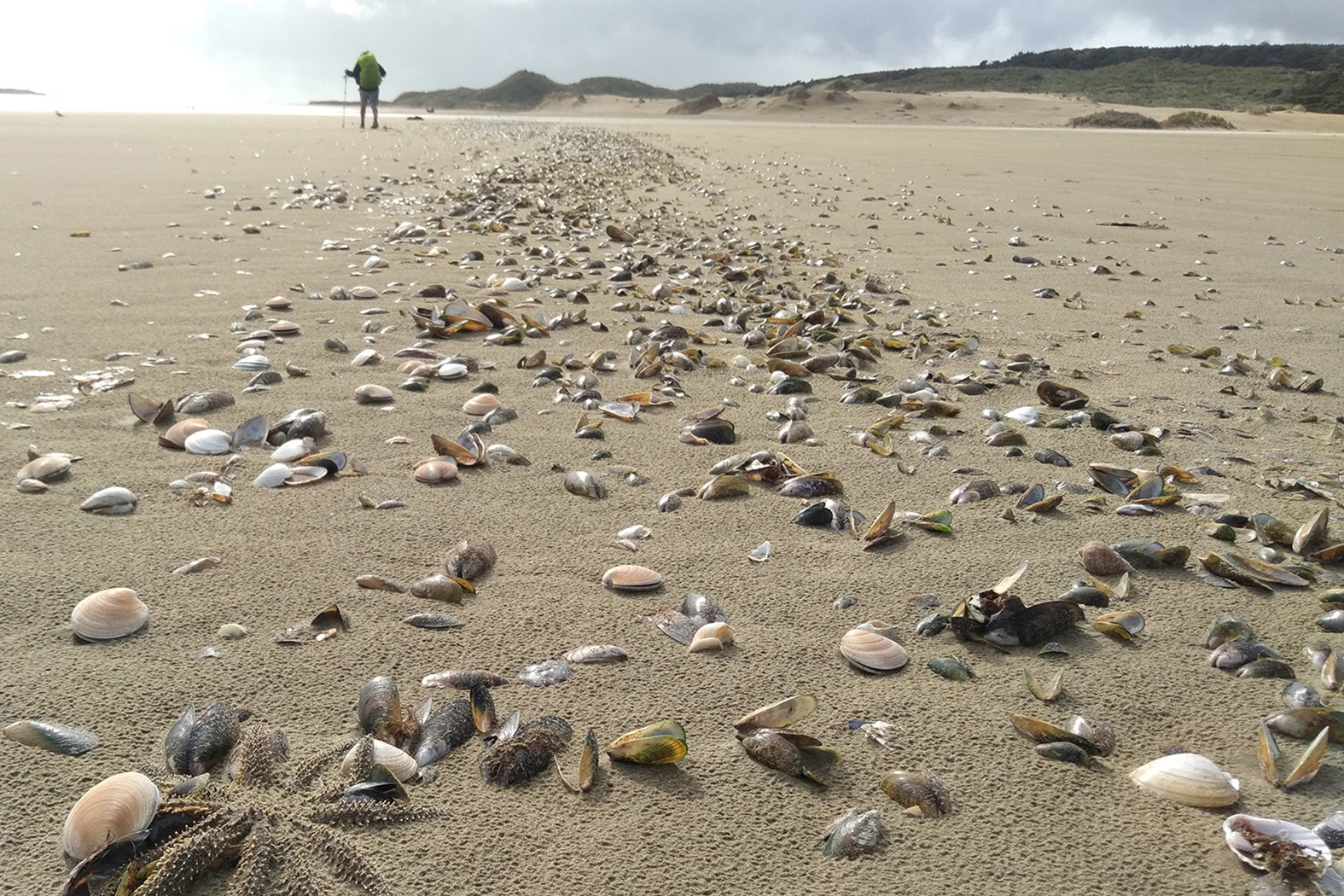 Ninety Mile Beach