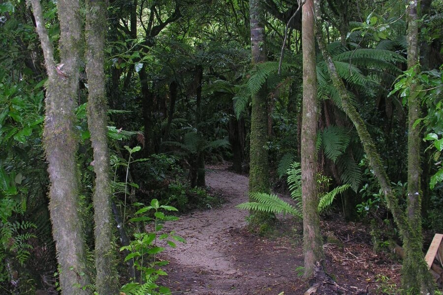 Timber Trail