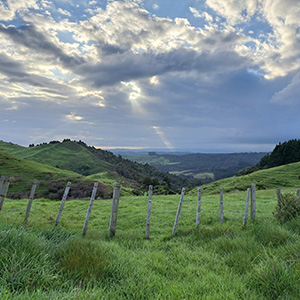 Waikato