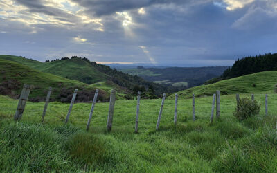Waikato