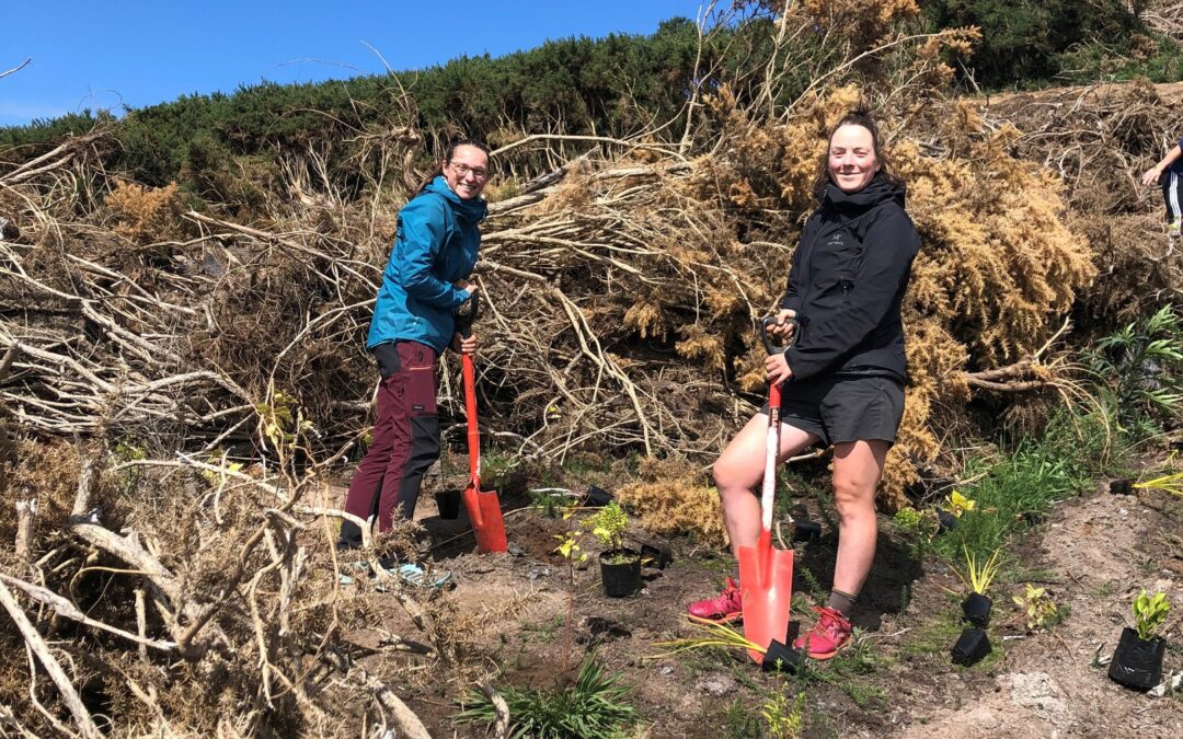 Regenerating nature in Motopōhue – Bluff Hill