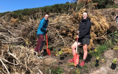 Regenerating nature in Motopōhue – Bluff Hill