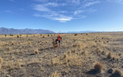Wilding Free Mackenzie Volunteer Day – Why cut wilding pines?